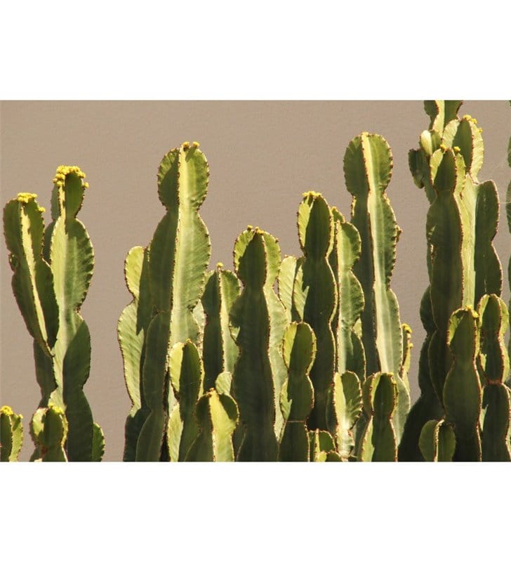Lampa wisząca Kaktusowy Las